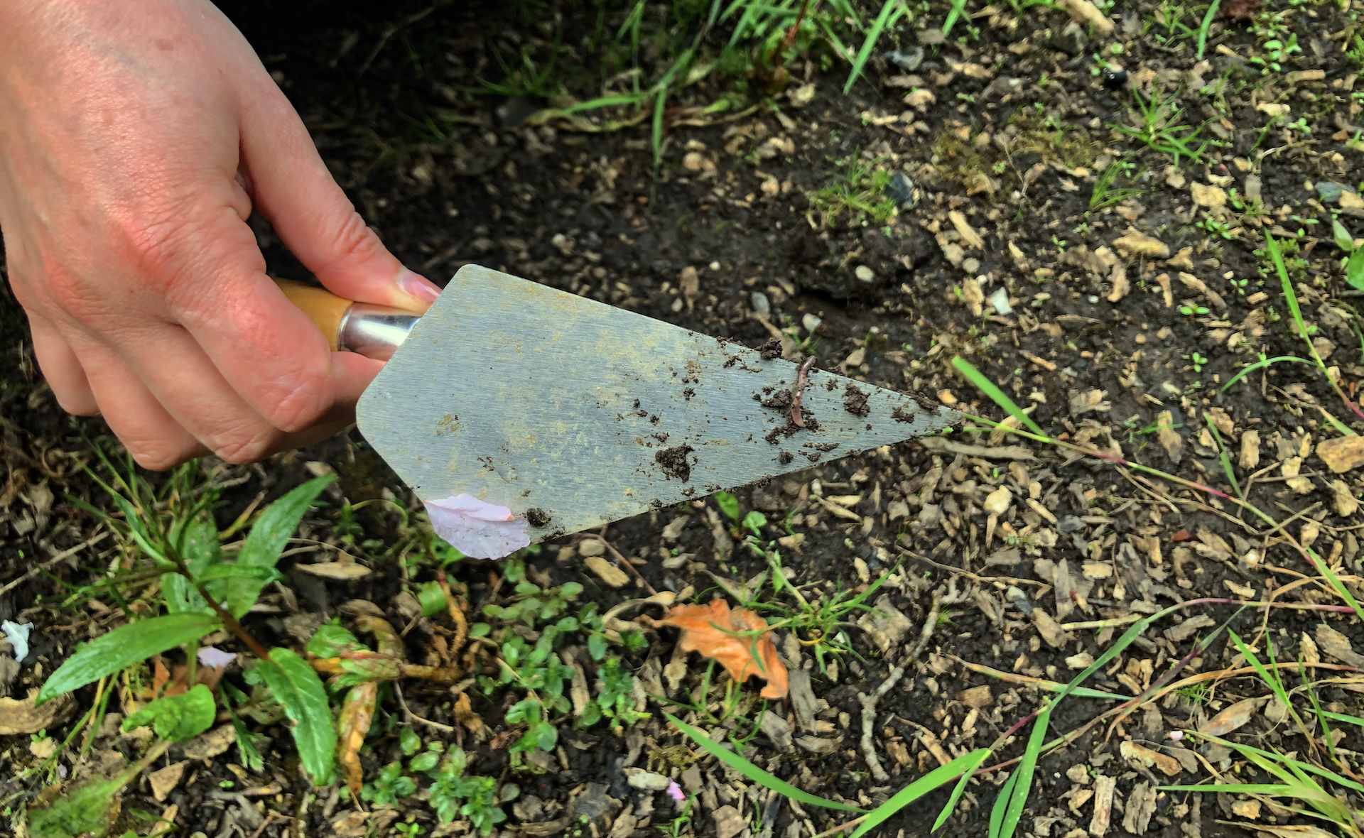 A close-up photo of a worm and flower petal on a gardening trowel held by a slightly cropped hand